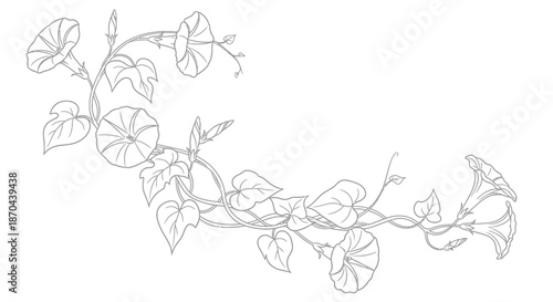 Elegant morning glory flower vine illustration for creative designs and projects