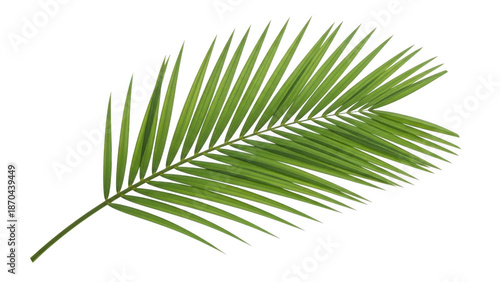 Green palm frond with serrated edges isolated on transparent background palm leaf