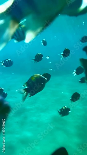Bizarre fish swim in the clear turquoise water of the warm sea.