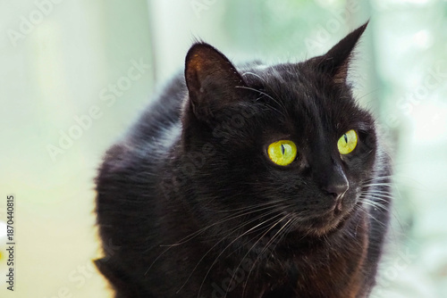 ふわふわとした黒猫