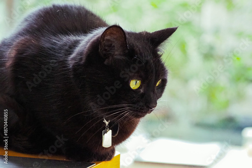 ふわふわとした黒猫