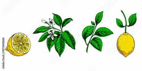 Botanical illustration of lemons whole fruit slice blossoms and leafy branches