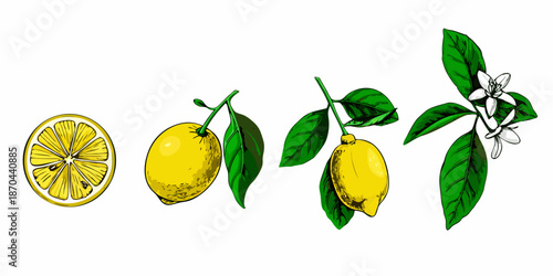A botanical illustration displaying various stages of lemon growth and blossom