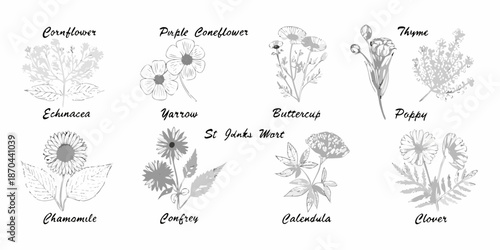 Botanical illustration of various wildflowers and medicinal plants in grayscale