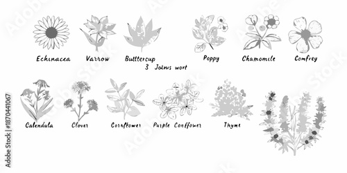 Botanical illustration displaying various wildflowers and medicinal herbs in grayscale