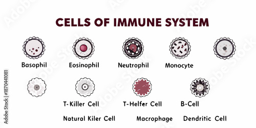 Illustration of various cells found within the human immune system