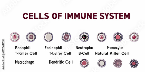 Illustration of various cells within the human immune system clearly labeled