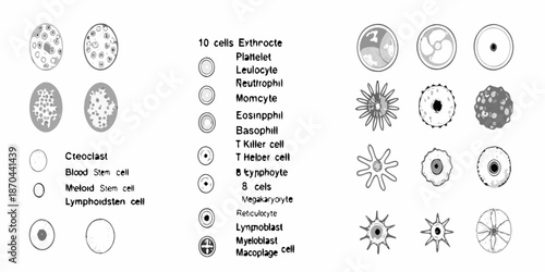 Illustration of various human blood cells and their microscopic morphologies