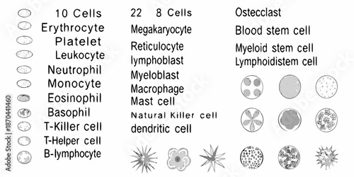 Diagram of human blood cell development and various types of blood cells