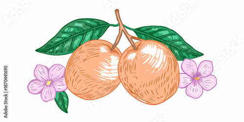 Illustration of two ripe mangos with flowers and lush green leaves