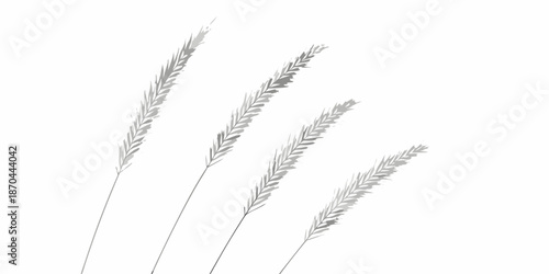 Delicate slender stalks of wheat or grass against a plain white background