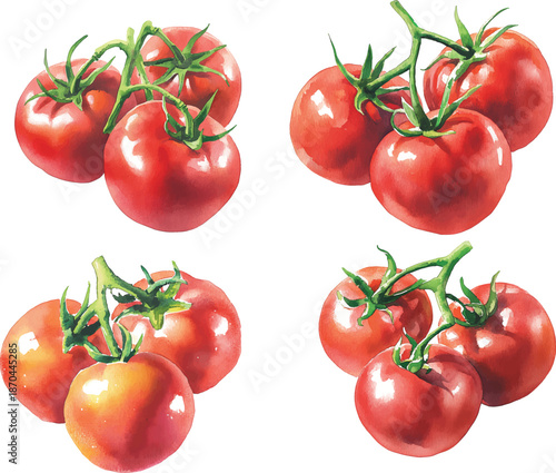 Hand drawn watercolor tomato bunch isolated on white background. Realistic food illustration vector
