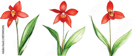 Red orchid flowers (Phalaenopsis). Realistic vector illustration vector  on white background.