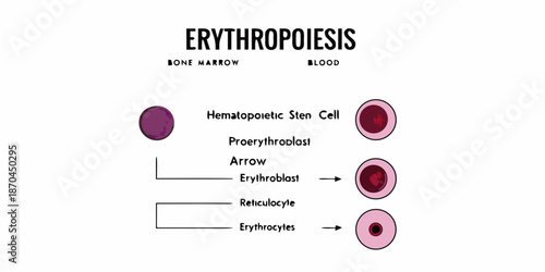 Erythropoiesis process stages of red blood cell development from bone marrow