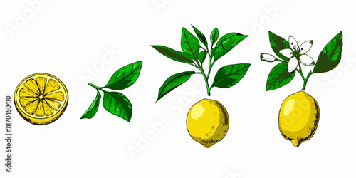 Botanical illustration featuring a lemon s life cycle from blossom to fruit
