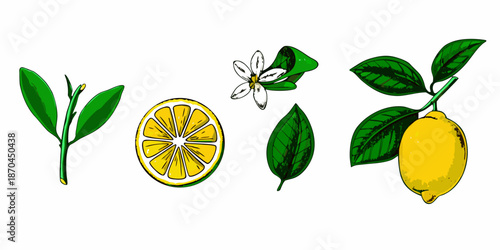 Botanical illustration featuring lemon slices blossoms and vibrant green leaves