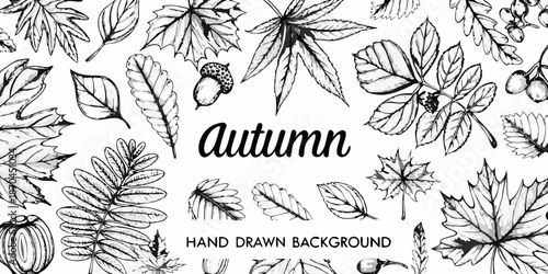 Detailed sketch of various autumn leaves and botanical elements in black and white