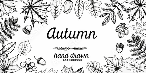 Detailed botanical illustration of various autumn leaves and acorns