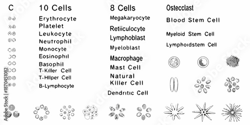 Illustrative guide to various blood cell types and their morphological characteristics