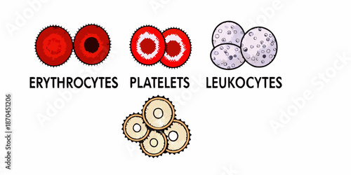 Illustration of human blood cells erythrocytes platelets and leukocytes