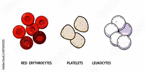 Illustration of human blood components erythrocytes platelets and leukocytes