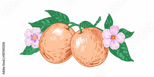 A vintage illustration depicting two ripe apricots with delicate blossoms and leaves