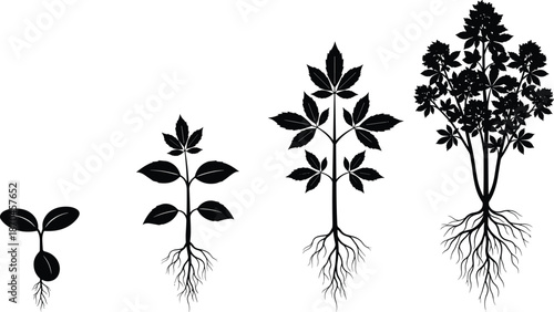 Plant growth stages from seedling to mature plant with roots visible botanical development silhouette illustration on white background