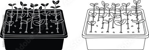 Seedling tray with young sprout plants growing in soil shown in solid and outline silhouette style on white background illustration