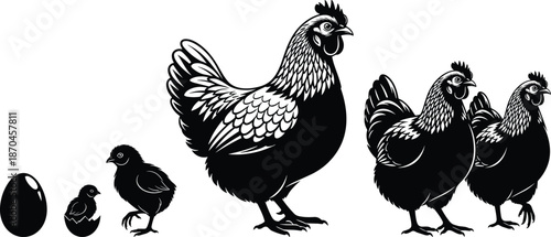 Life cycle of chicken from egg to chick and adult hen illustrated in silhouette farm poultry growth stages on white background