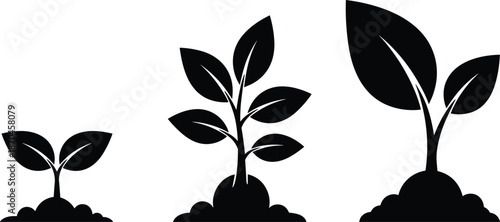 Silhouette growth stages of young plant sprouts with leaves emerging from soil representing eco nature development on white background