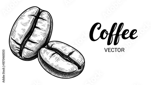 Coffee beans hand drawn sketch