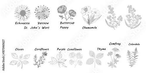 Botanical illustration showcasing various wildflowers and medicinal plants in monochrome