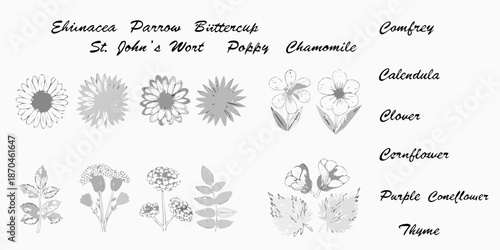 Botanical illustration displaying various wildflowers and medicinal plants in grayscale