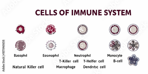 Visual depiction of various cells composing the human immune system