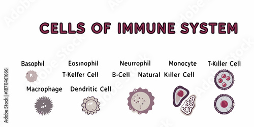 Visual guide to cells of the immune system and their various types