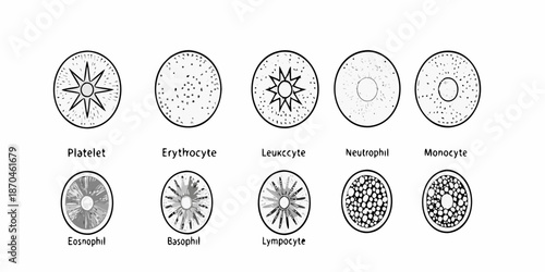 Illustrative diagram of various human blood cell types and their cellular structures