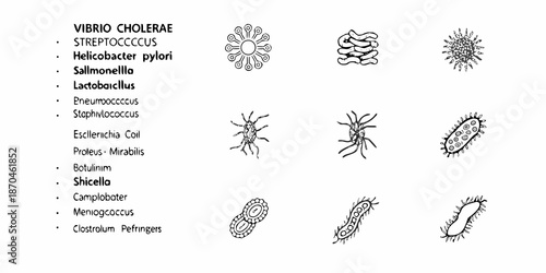 Illustrative depictions of various bacterial species and their distinct morphologies
