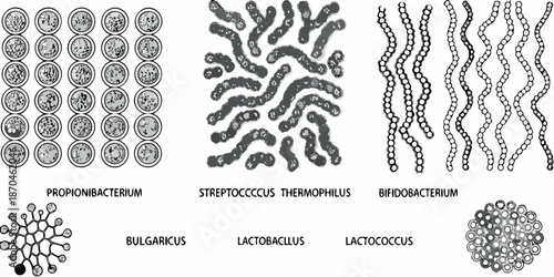 Microscopic bacterial forms propionibacterium streptococcus bifidobacterium and lactococcus