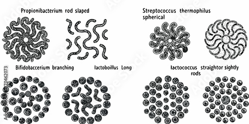 Microscopic bacteria shapes propionibacterium streptococcus bifidobacterium and lactobacillus illustrated