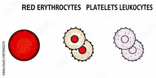 Illustrative depiction of human blood cells erythrocytes platelets and leukocytes