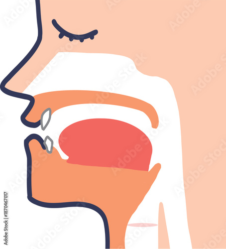 音声器官と声道断面図