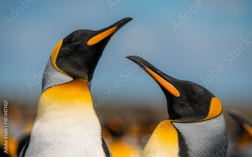 Canvas Print Close Up Faces of Two King Penguins Eyes Closed Happy Wild Animals Falkland Islands Volunteer Point Colony