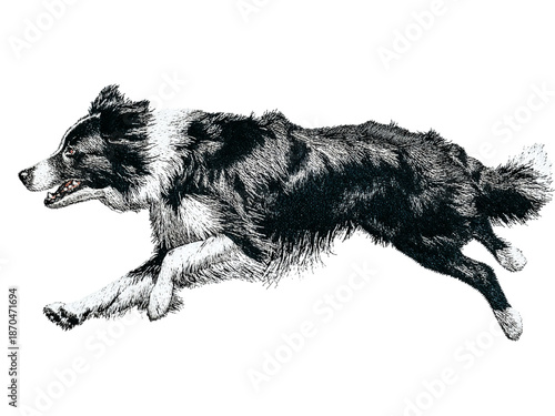 Dynamic Border Collie dog running with motion and energy on black background