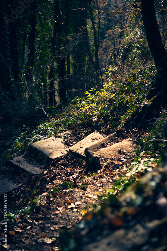 Walking path surrounded by trees and plants in a forest during daylight hours