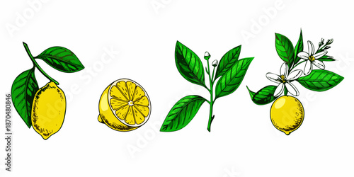 A botanical illustration showcasing whole lemons a slice blossoms and leaves