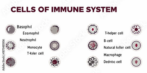 Visual representation of various immune system cells and their microscopic appearances