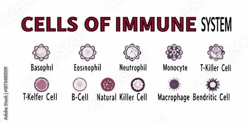 Illustrative depiction of various immune system cells and their distinct morphologies