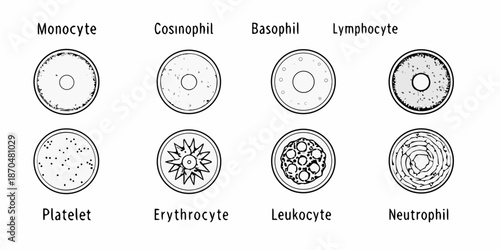 Illustrative depiction of human blood cells monocyte lymphocyte platelet and more