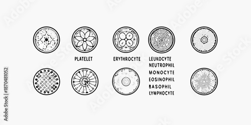 Illustrative diagram showcasing various human blood cell types and their structures