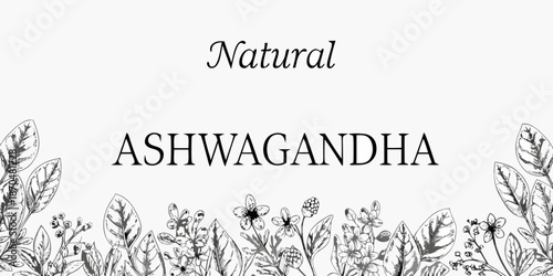 Natural ashwagandha botanical illustration with leaves flowers and elegant typography